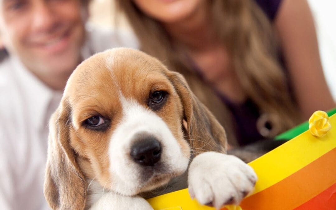 How to find the best dog for you