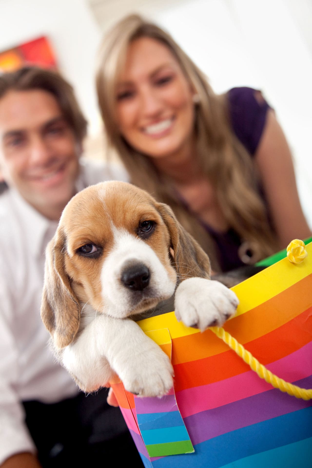 Walk your dog