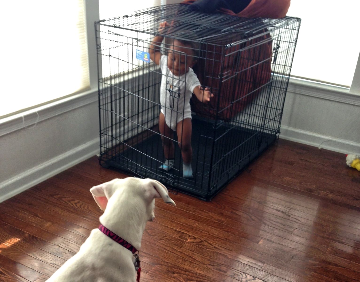 Walk your dog