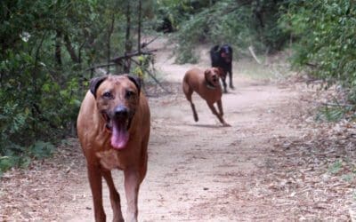 4 Amazing Benefits of Hiking with Your Dog