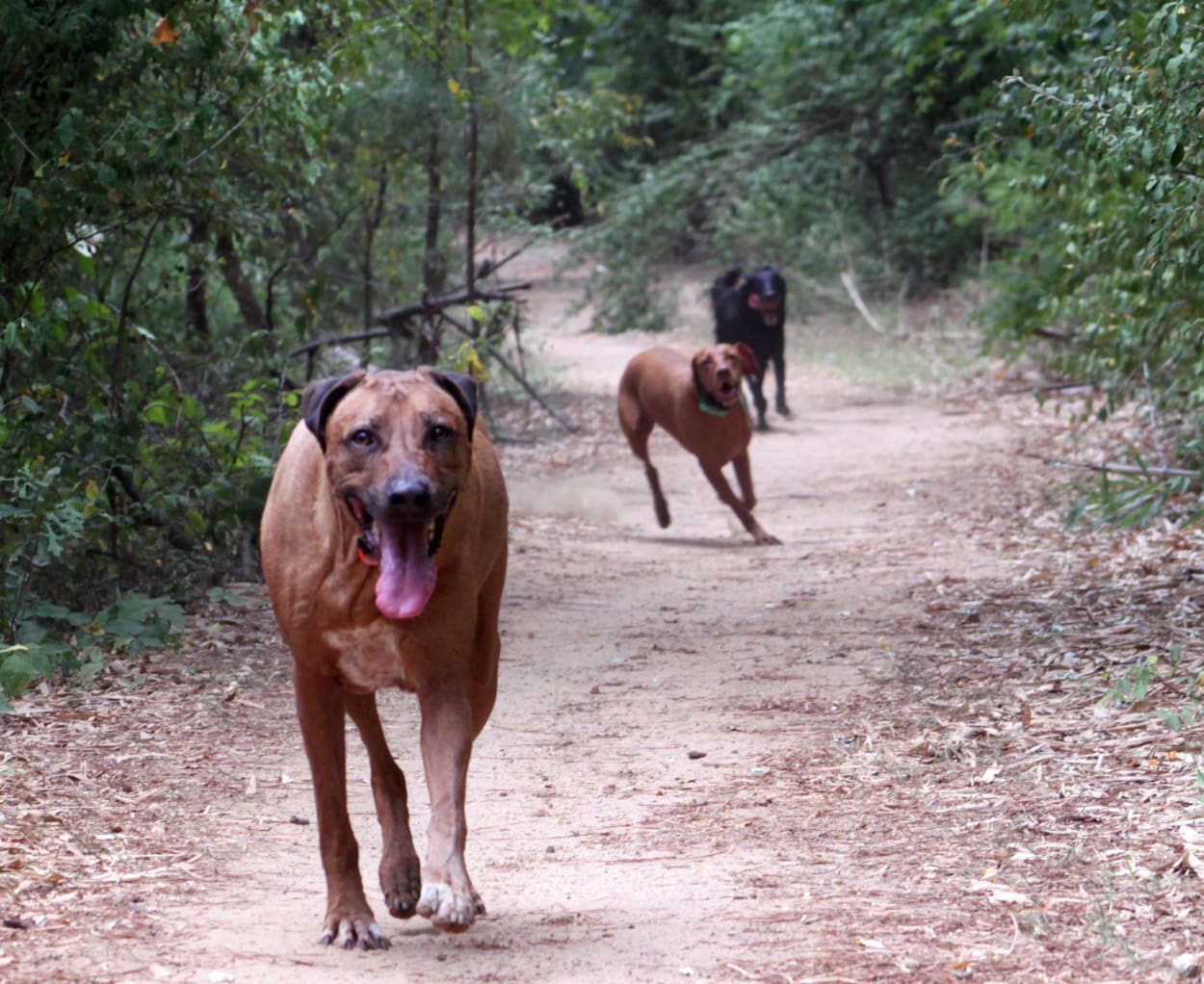 Walk your dog
