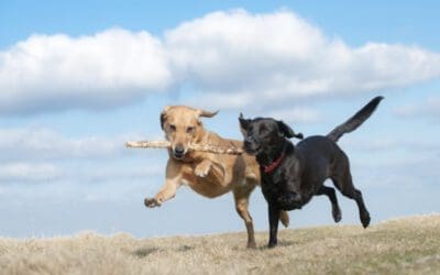 Let’s Talk About Dog Parks