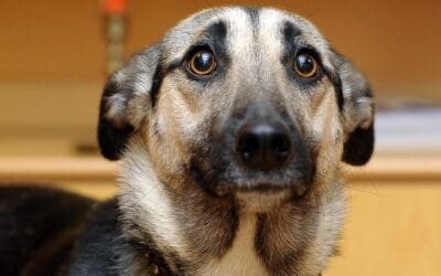 Pandemic Puppies | Separation Anxiety