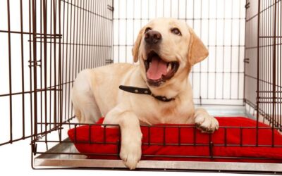 Crate! An important dog training tool
