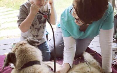 Acupuncture for dogs ??? Is it a real thing?