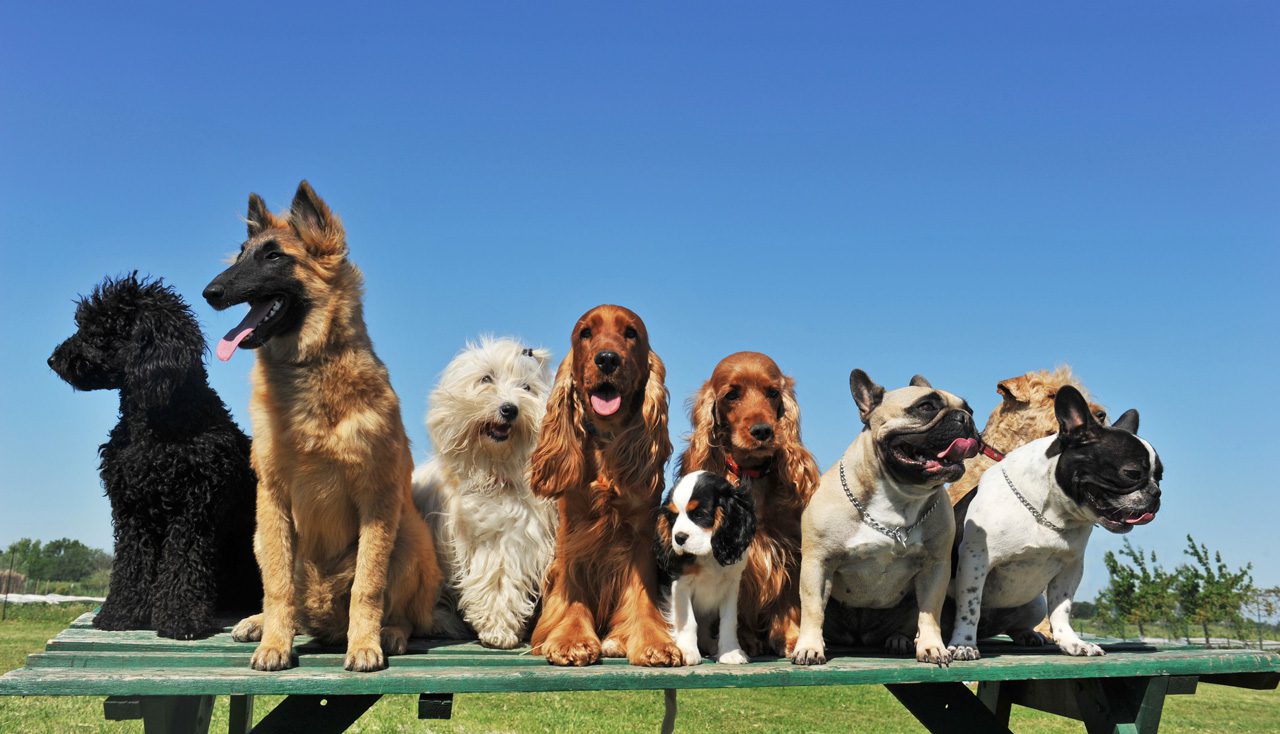 Dog training services in Charlotte, NC
