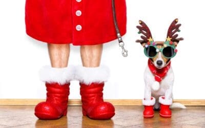 Dogs Safety During The Holiday Season