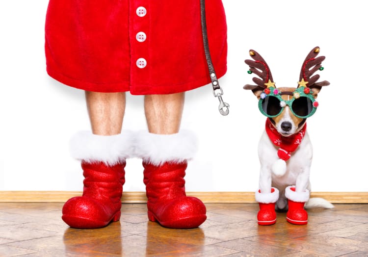 Walk your dog