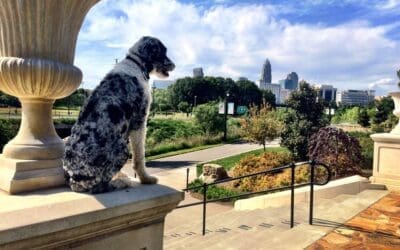 How to find the best dog trainer for you. Part 1