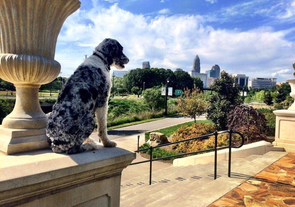 How to find the best dog trainer for you. Part 1