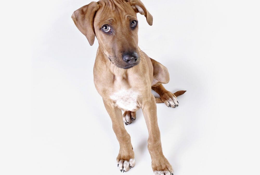 How to select the best dog for you