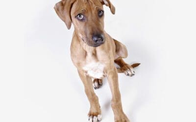 How to select the best dog for you