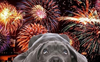 Dog Safety on Fourth of July: Keeping Your Dogs Calm & Safe