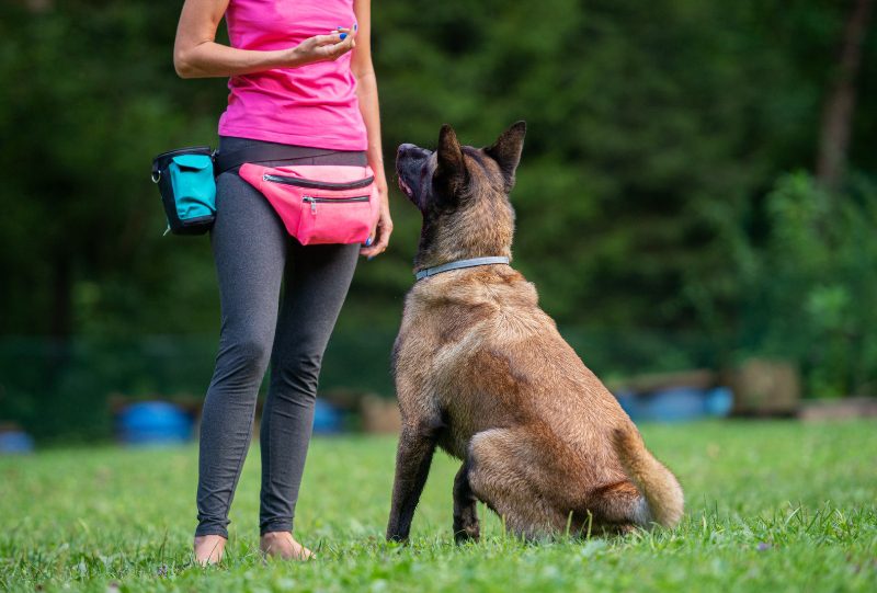Obedience training in Charlotte, NC