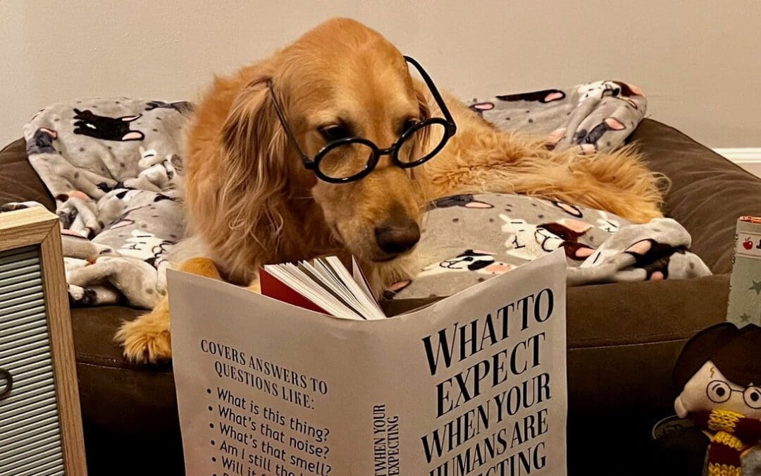 Pregnancy and Dogs | What to expect from your dog when you’re expecting a baby