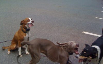 Leash Aggression | We’re talking about leash aggression on dogs.