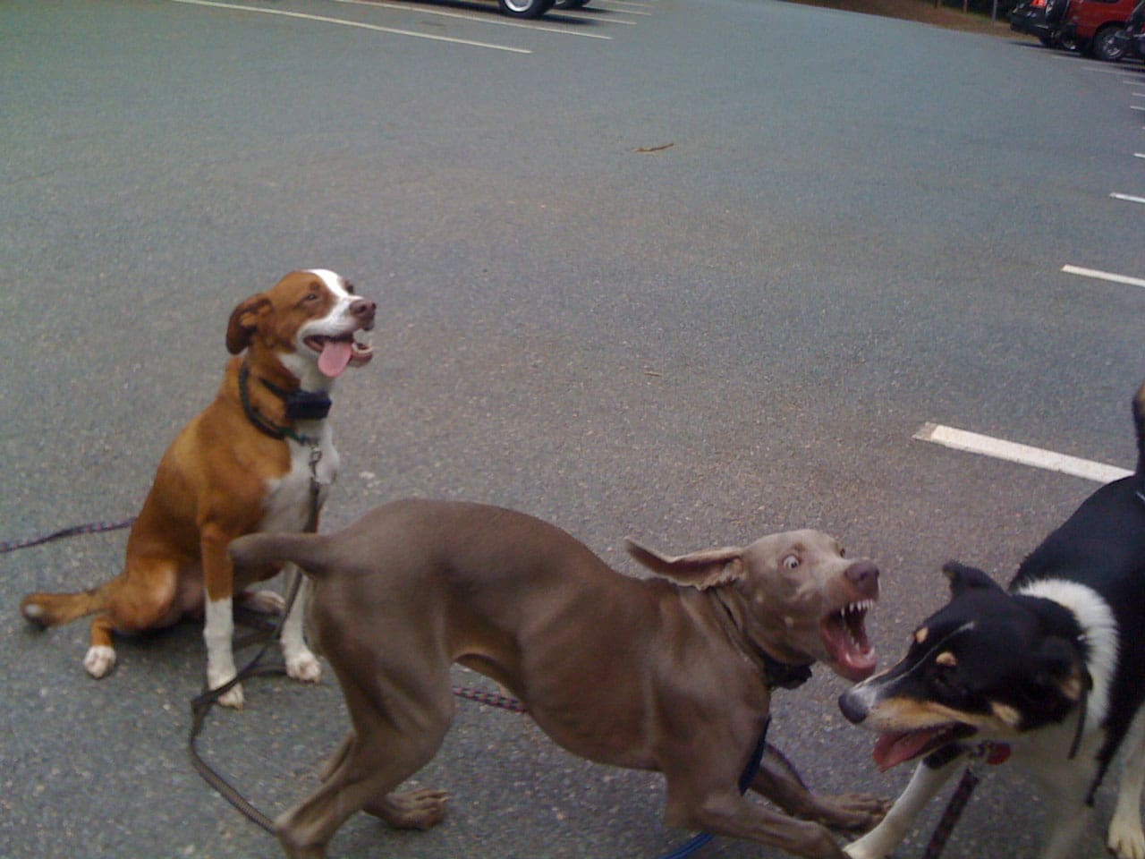 Walk your dog