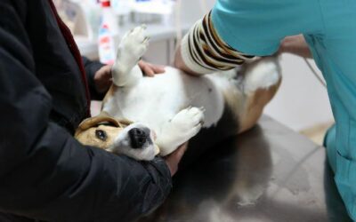 Spaying Dogs | a guide without an agenda