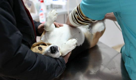 Spaying Dogs: Myths, Misconceptions, and What to Expect | discussion with Dr. Stanley of GoodVets Charlotte