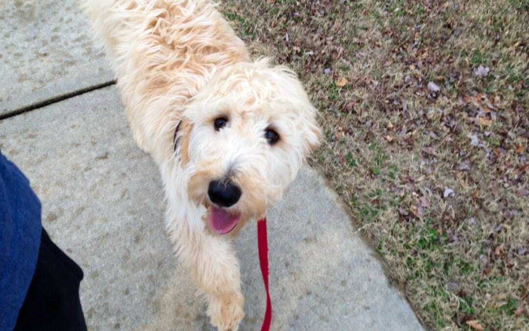 You Have To Walk Your Dog.