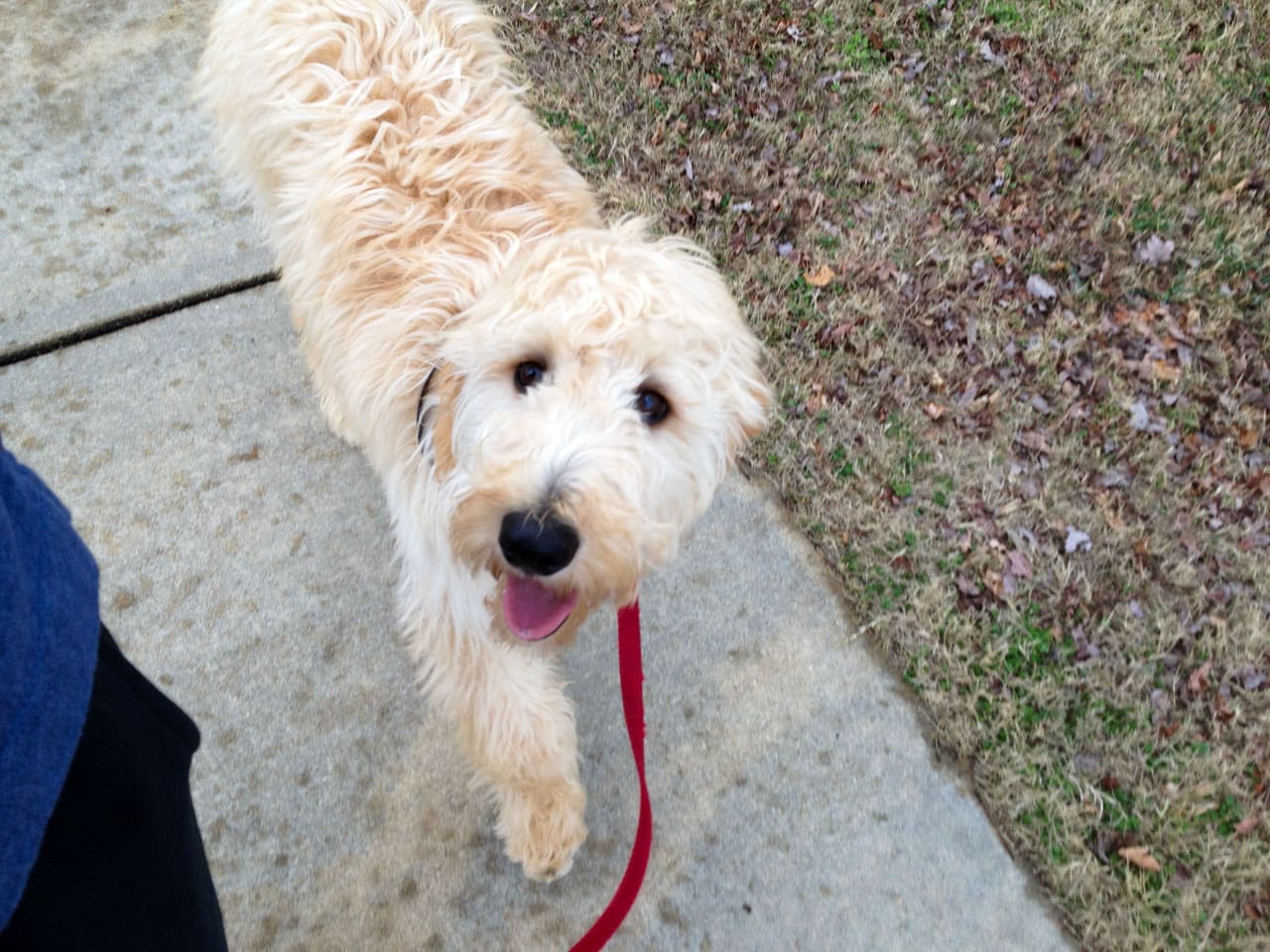 Walk your dog