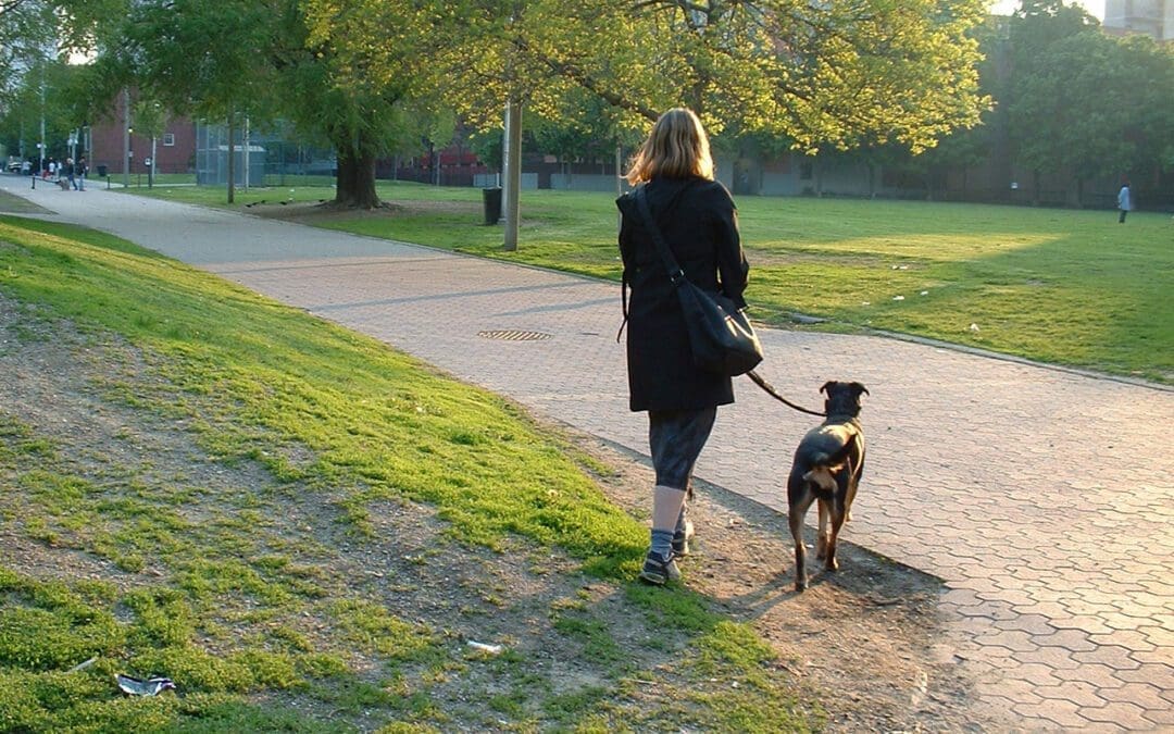 Walk your dog human. They need it.