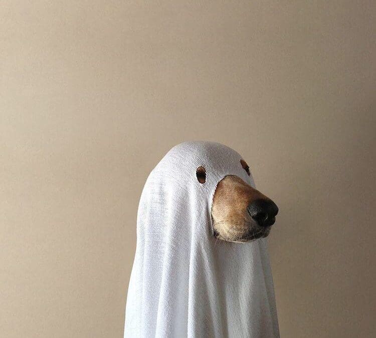 The Ultimate Guide to a Dog Safe Halloween