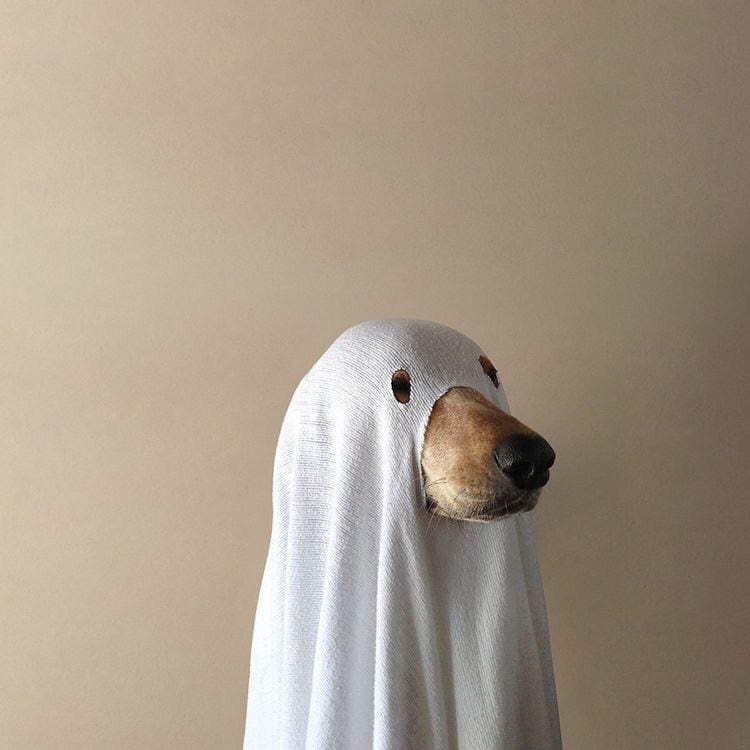 Walk your dog