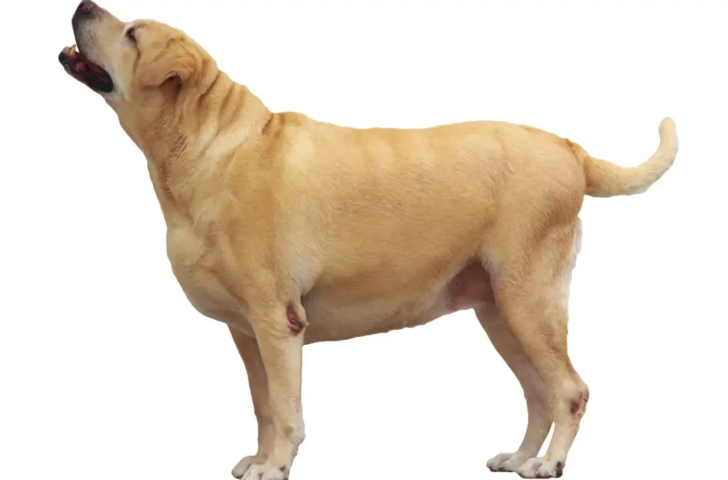 Lean Dogs Live Longer: Unraveling the Hidden Dangers of Canine Obesity