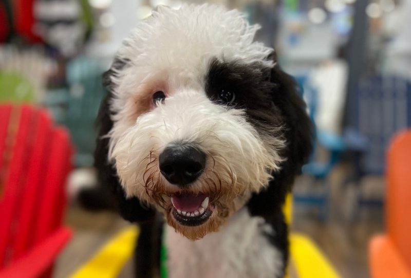 Dog Owners Academy. Happy smiling dog