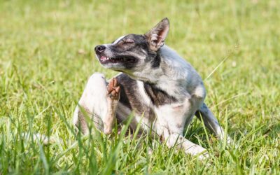 Comprehensive Guide to Understanding and Managing Dog Allergies