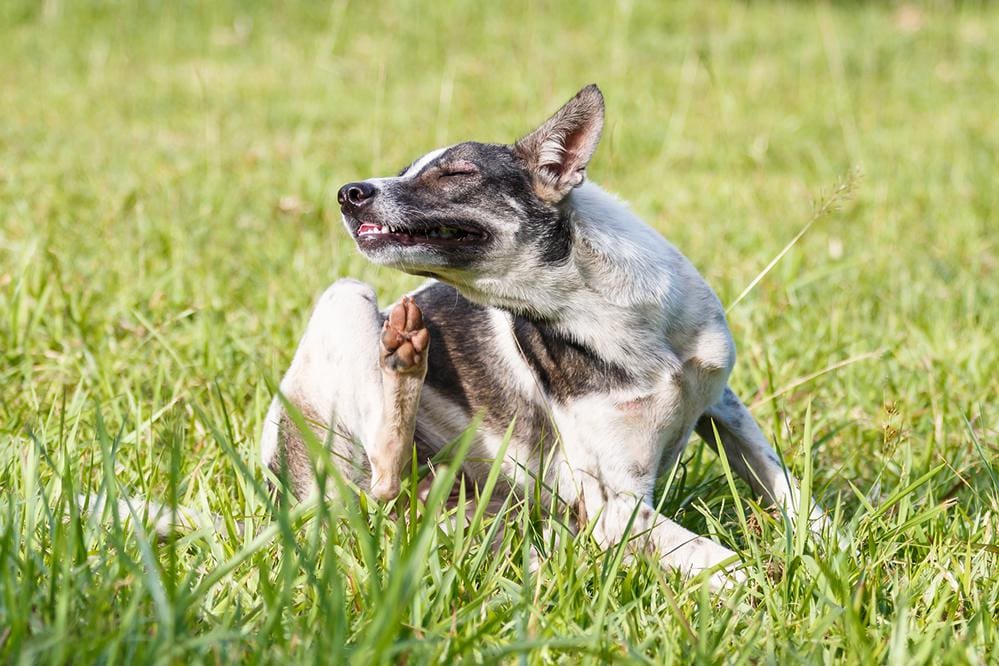 Comprehensive Guide to Understanding and Managing Dog Allergies