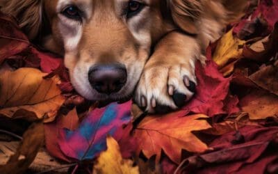 How to Celebrate the Changing Seasons with Your Dog: Creative, Fun, and Safe Ideas
