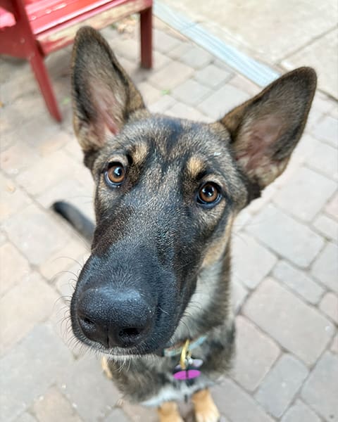 Hazel Img 2555