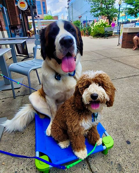 Roxy H. & Daisy H. 025ccb4a 8ec5 4c89 9857 Ed20c1a5b524