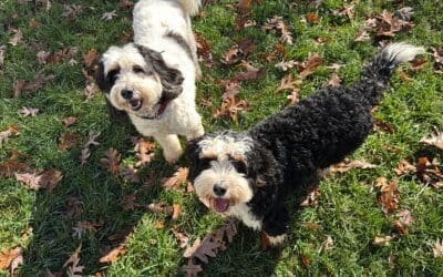Human Foods Dogs Can and Can’t Eat: The Ultimate Guide