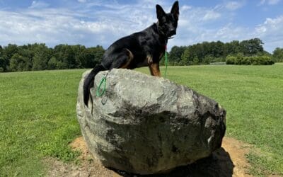 How to Stop a Dog from Jumping on Guests
