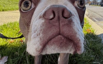 Signs Your Dog Is Bored and How to Fix It