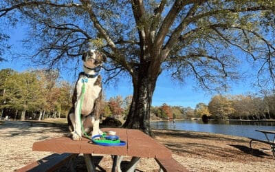 Understanding Dog Allergies: What Causes Them and How to Help