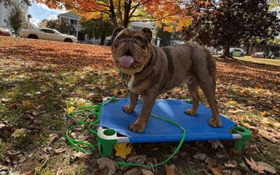 How to Create a Dog-Friendly Backyard