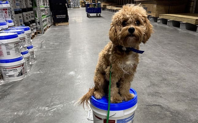 Why You Don’t Need to Constantly Train Your Dog