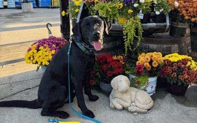 How to Make Your Dog’s Birthday Extra Special