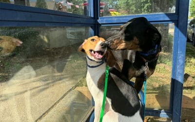 How to Travel with Your Dog: Tips for Stress-Free Adventures
