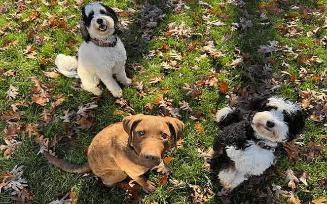 The Benefits of Crate Training: Why It’s a Game-Changer for You and Your Dog