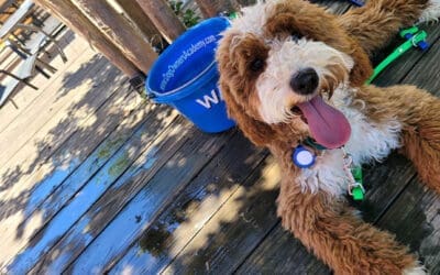 Heat Safety for Dogs: Keeping Your Pup Cool and Safe This Summer