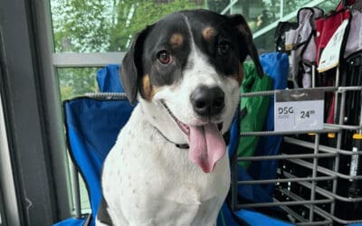 Debunking Common Myths About Crate Training