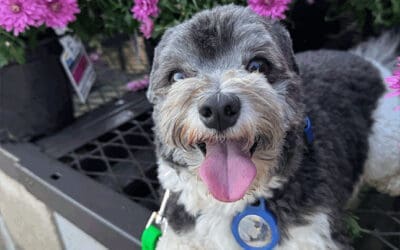 Mastering Recall: How to Get Your Dog to Come When Called