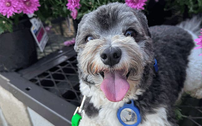 Mastering Recall: How to Get Your Dog to Come When Called
