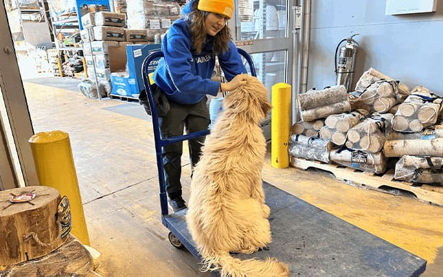 Don’t Train to Fail: Setting Your Dog Up for Success