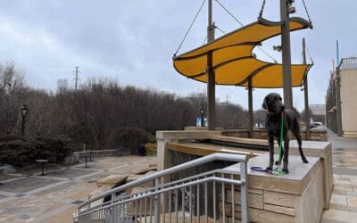 Dog Training Tips for Busy Owners: Quick and Effective Exercises